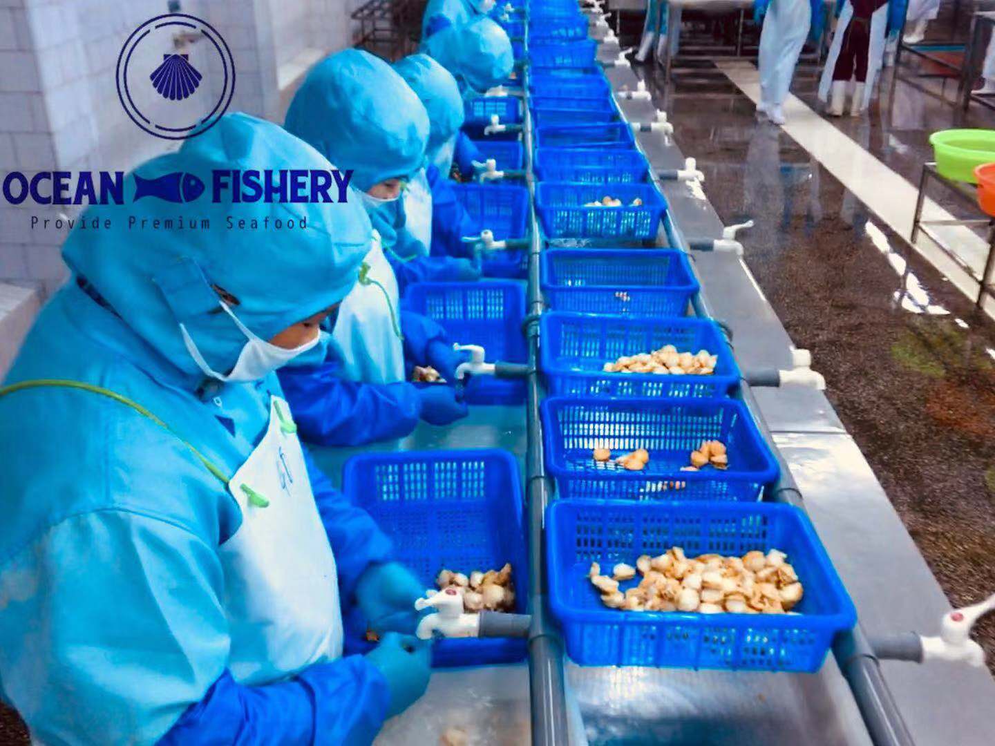 venta de pescados y mariscos valparaiso